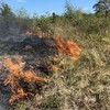 A száraz aljnövényzetben gyorsan tovaterjednek a lángok | Fotó: ISU Arad